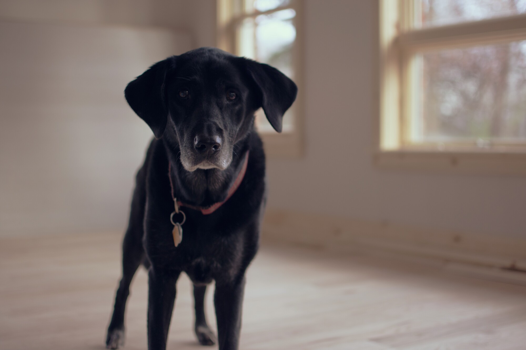 Pros and Cons of Allowing Pets in Your Rental Property
